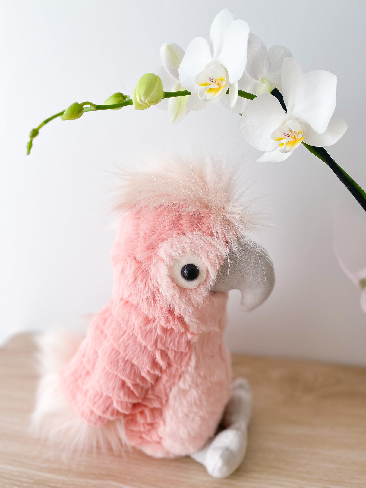 Lulu Cockatoo - HoneyBug