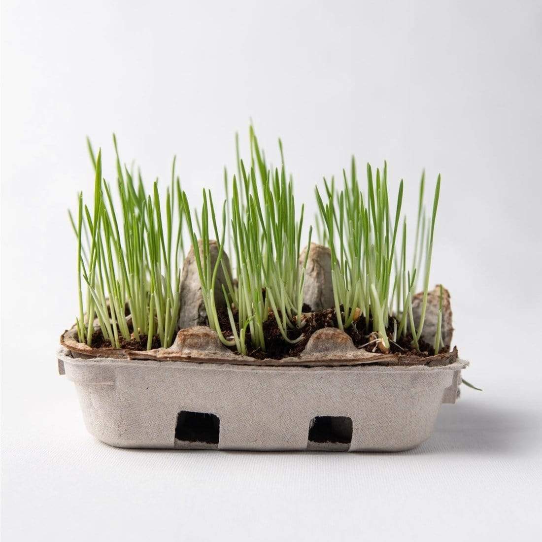 Natural Easter Egg Coloring Kit - HoneyBug 